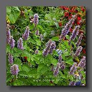 Agastache 'Hysop' (le jardin de la poterie Hillen) www.poterie.fr